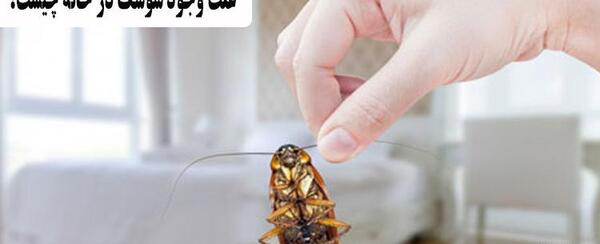 عکس تخم سوسک فاضلاب