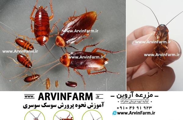 عکس تخم سوسک فاضلاب