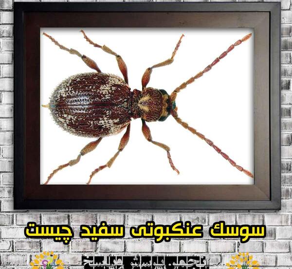 عکس سوسک عنکبوت