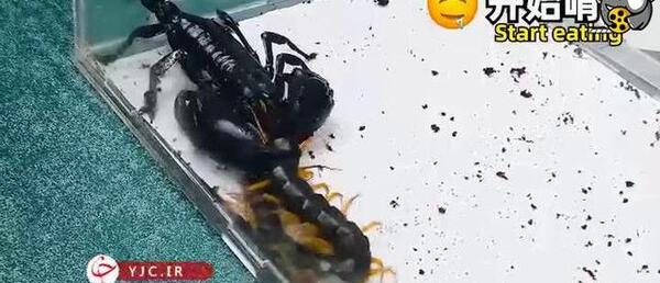 عکس سوسک عقربی