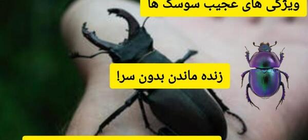 عکس سوسک های عجیب غریب