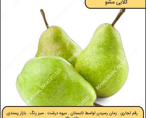 عکس سیاه سفید گلابی