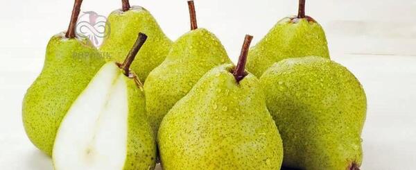 عکس سیاه سفید گلابی