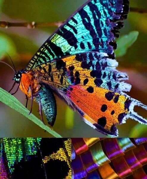 عکس زیباترین سوسک دنیا