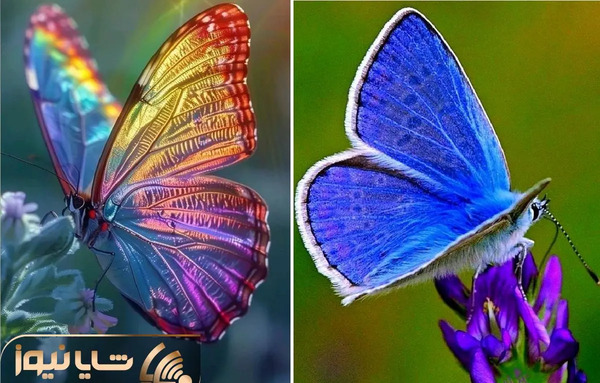 عکس زیباترین سوسک دنیا