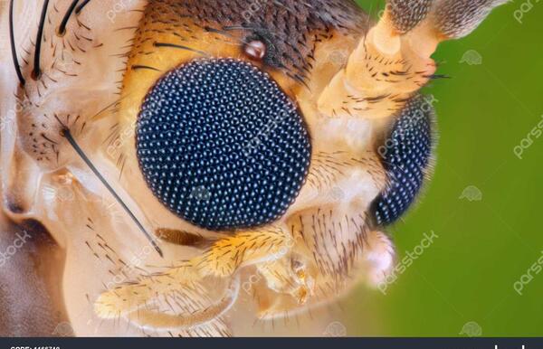 عکس صورت سوسک زیر میکروسکوپ