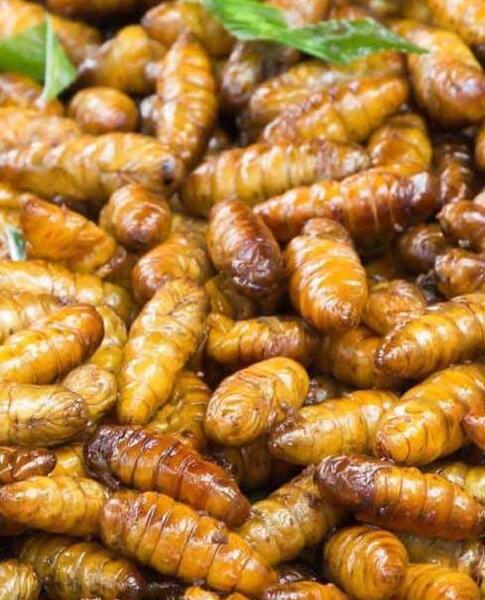 عکس خوردن سوسک زنده