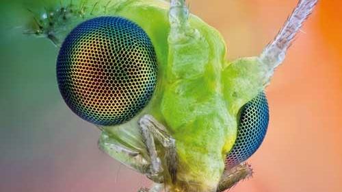 عکس سوسک خیلی زشت