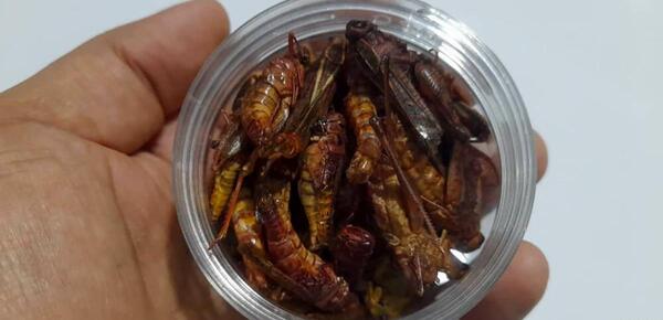 عکس سوسک در حال غذا خوردن