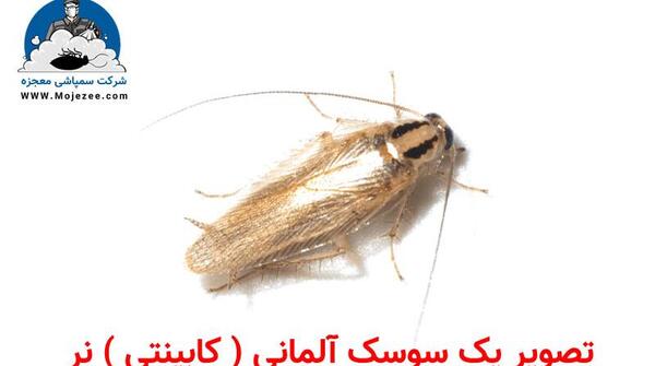 عکس سوسک ریز کابینتی