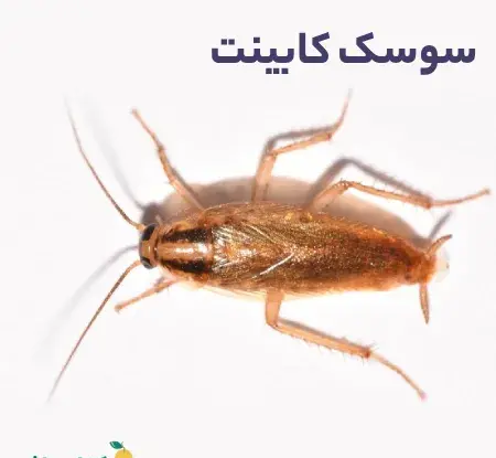 عکس سوسک ریز فاضلابی