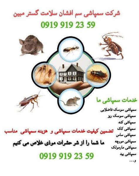 عکس سوسک ریز فاضلابی