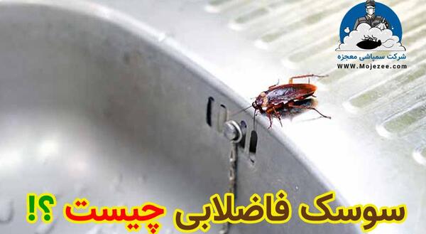 عکس سوسک ریز فاضلابی