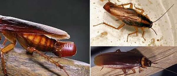 عکس سوسک ریز فاضلابی