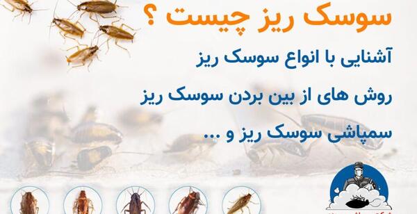عکس سوسک ریز قهوه ای