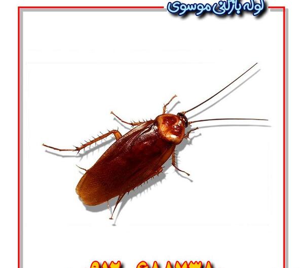 عکس سوسک داخل دستشویی