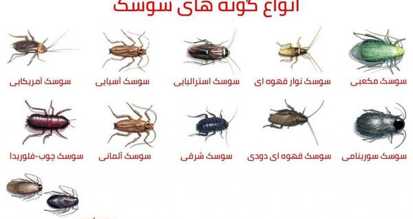 عکس انواع سوسک خانگی