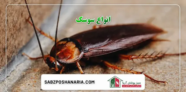 عکس سوسک های خانگی