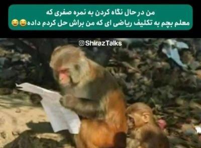 حشره طنز عکس سوسک خنده دار