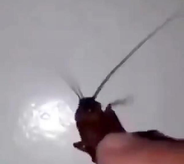 حشره طنز عکس سوسک خنده دار