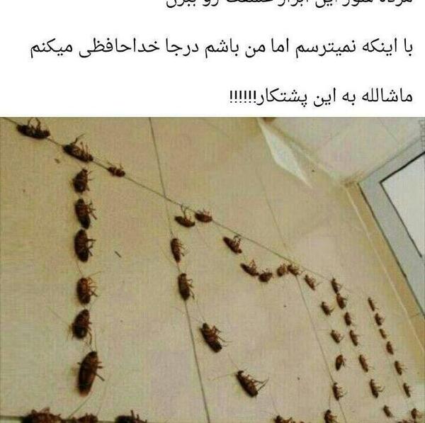 عکس خنده دار از سوسک
