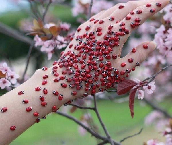 عکس خنده دار از سوسک
