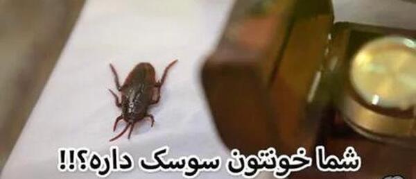 عکس خنده دار از سوسک