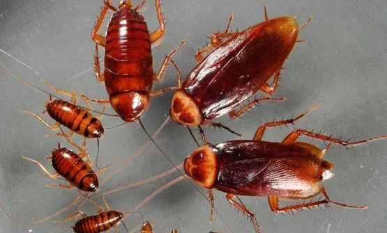 عکس بزرگترین سوسک های جهان