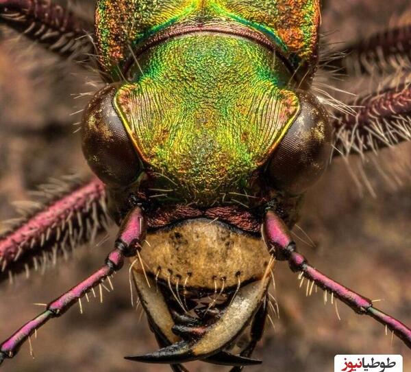 عکس سوسک خیلی چندش