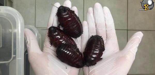 عکس بزرگترین سوسک تو جهان