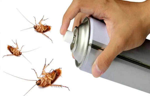 عکس شکیب سوسک توله