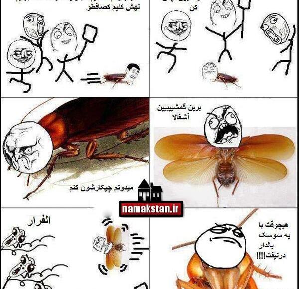 عکس سوسک بالدار کوچک
