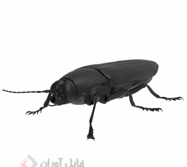 عکس سوسک بالدار کوچک