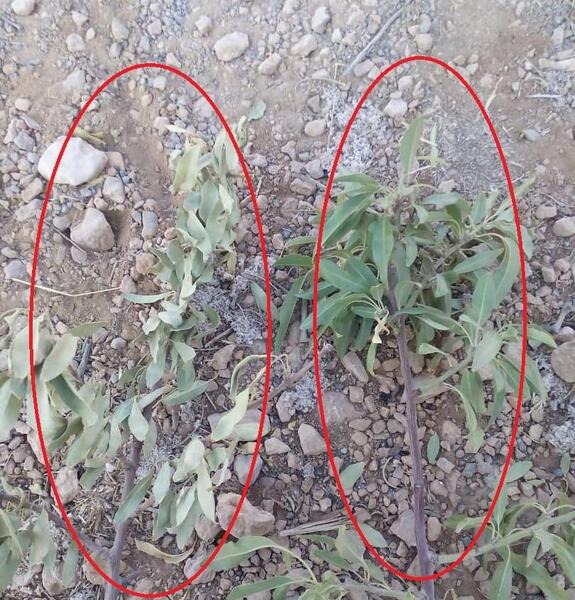 عکس سوسک چوب خوار