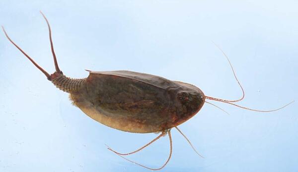 عکس از بچه سوسک