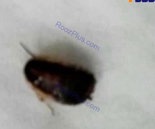 عکس از بچه سوسک