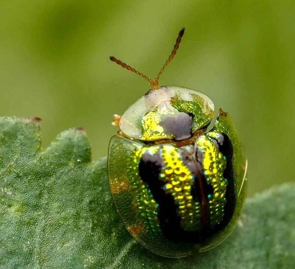 عکس سوسکی که
