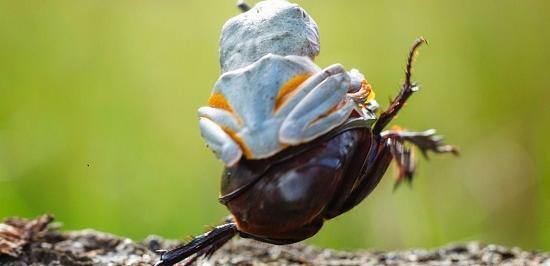 عکس سوسک های بامزه