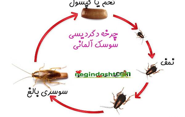 عکس های سوسکی
