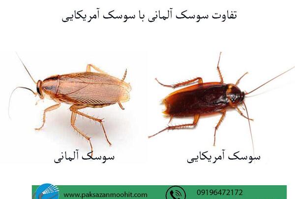 عکس های سوسک توله