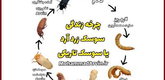 عکس های سوسک توله