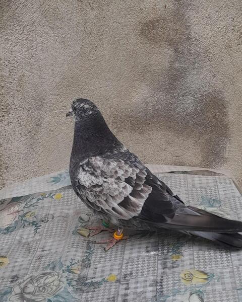 عکس سوسکی کبوتر