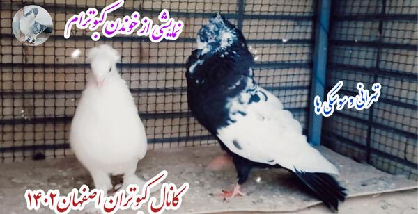 عکس سوسکی کبوتر