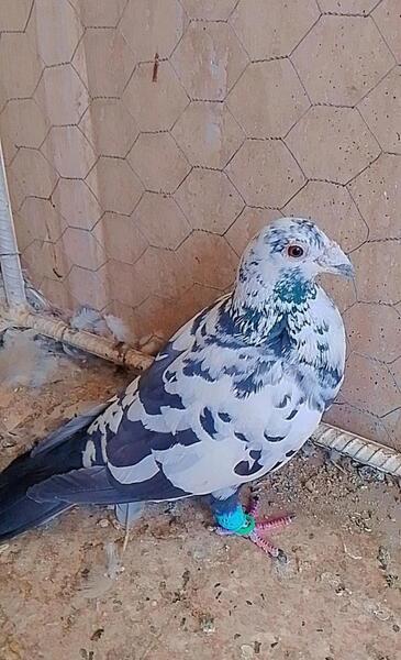 عکس سوسکی کبوتر