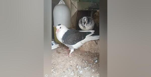 عکس سوسکی کبوتر