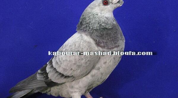 عکس سوسکی کبوتر