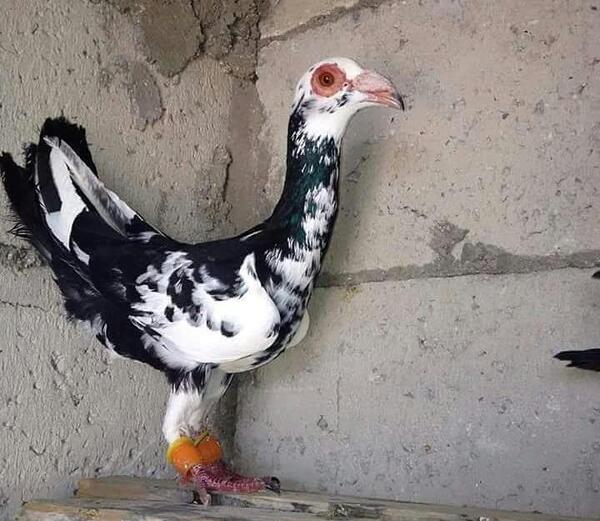 عکس سوسکی کبوتر