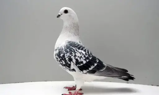 عکس سوسکی کبوتر