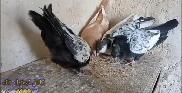 عکس سوسکی کبوتر
