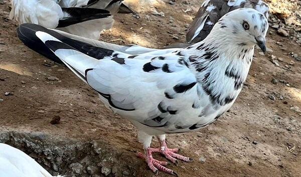 عکس کفتر سوسکی المانی